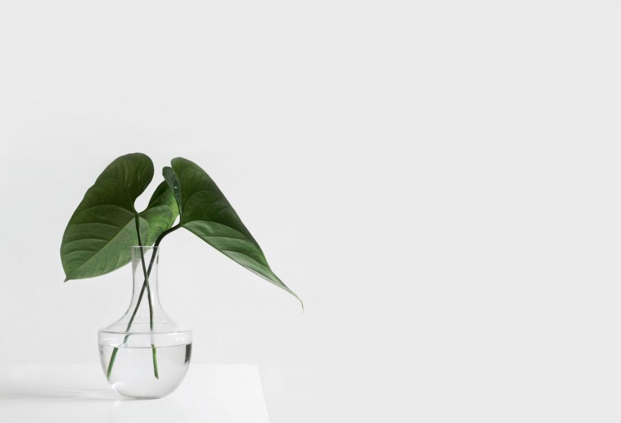Two green leafs in a glass vase on a white background
